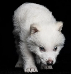 New Ancient DNA Cloned Wolf logo